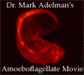 3-D Movie Rendering of Stage-III Amoeboflagellate of Physarum polycephalum in which polymeric (F-) actin was labelled with Rhodamine-Phalloidin, by Dr. Mark R. Adelman, USUHS